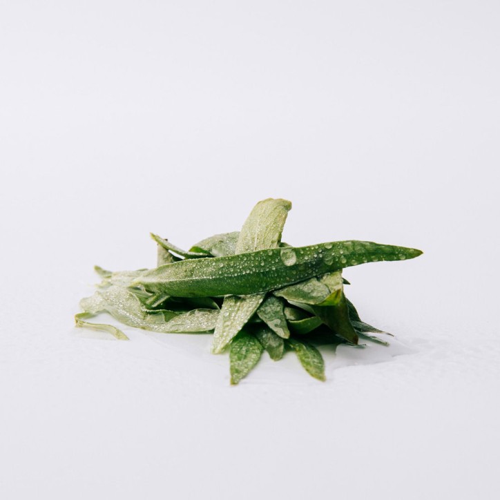 ESENCIA Eau de Parfum - 50ml