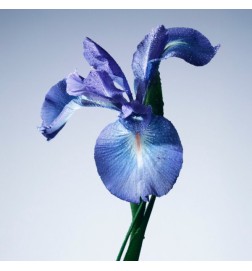 Armani Prive IRIS BLEU Eau de Toilette - 100ml