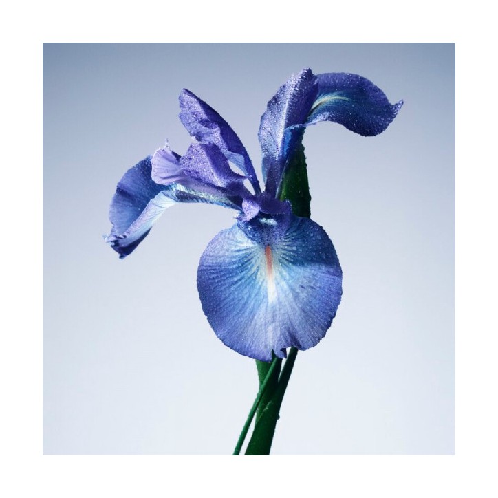 IRIS BLEU Eau de Toilette - 100ml