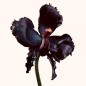 BLACK ORCHID RESERVE PARFUM - 50ml