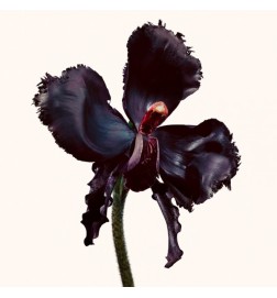 BLACK ORCHID RESERVE PARFUM - 100ml