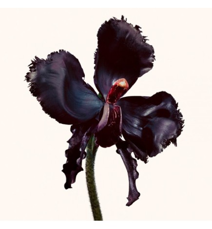 BLACK ORCHID RESERVE PARFUM - 100ml
