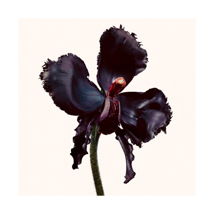 BLACK ORCHID RESERVE PARFUM - 100ml
